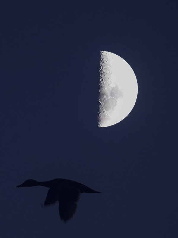 Первая четверть